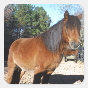 Braunes Pony Türkis Himmel Quadratischer Aufkleber