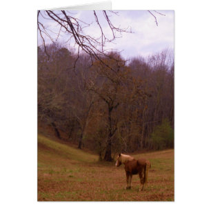 Braunes und blondes Pferd auf einem Feld