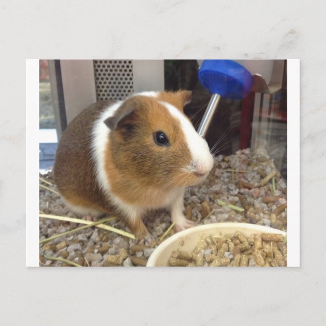 Braunes und weißes Meerschweinchen Postkarte (Vorderseite)