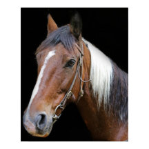 Braunes und weißes Pferd