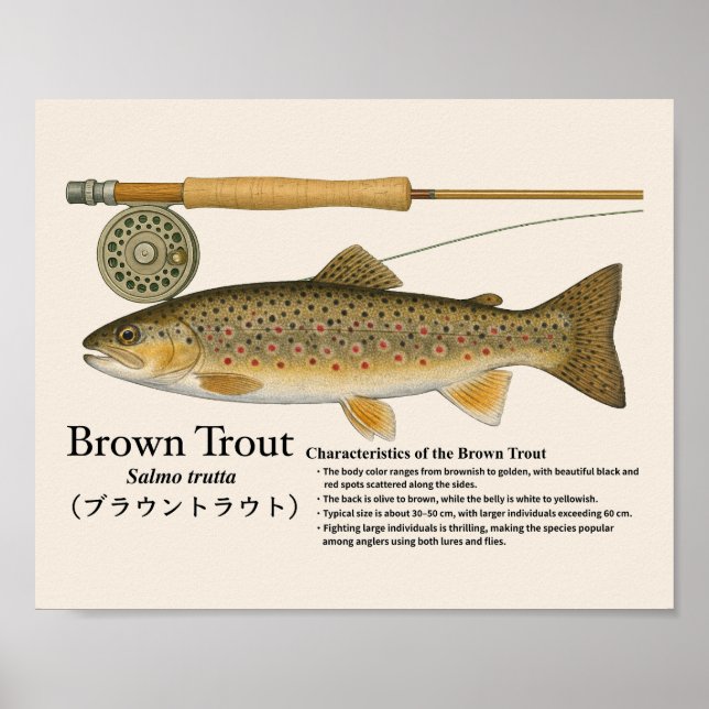 Braunforelle – Englischer Kunstdruck Poster (Vorne)