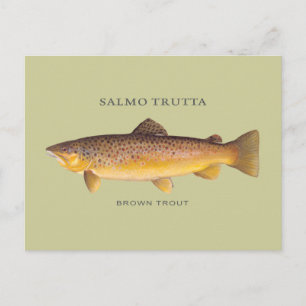 Braunforelle-Fisch mit Vintage-Illustration Postkarte