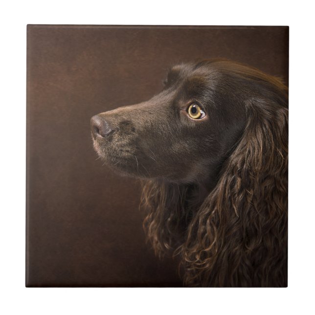 Braunhaarhund Fliese (Vorderseite)