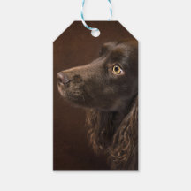 Braunhaarhund
