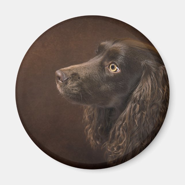 Braunhaarhund Magnet (Vorne)