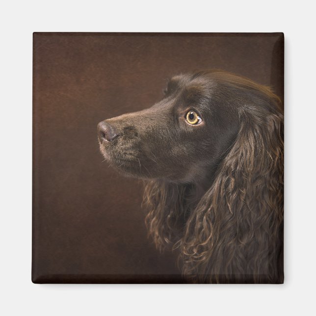 Braunhaarhund Magnet (Vorne)