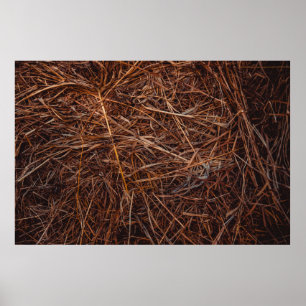 Braunhaie Poster