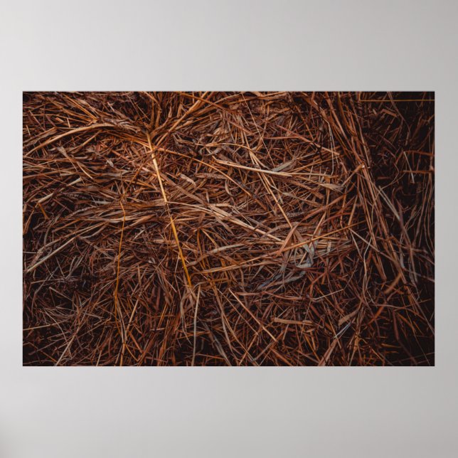 Braunhaie Poster (Vorne)