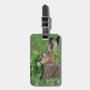 Braunhase, Lepus europaeus, Jungtier beim Fressen, Gepäckanhänger