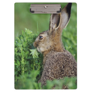 Braunhase, Lepus europaeus, Jungtier beim Fressen, Klemmbrett