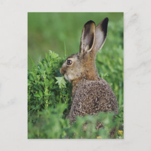 Braunhase, Lepus europaeus, Jungtier beim Fressen, Postkarte