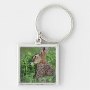 Braunhase, Lepus europaeus, Jungtier beim Fressen, Schlüsselanhänger