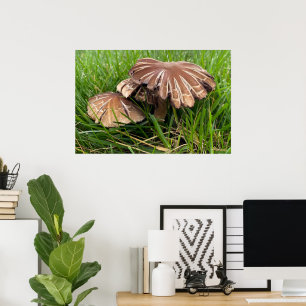 Braunkappenpilze Poster