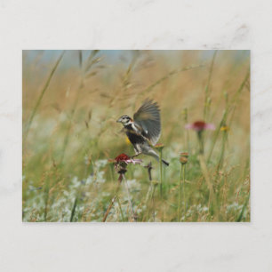 Braunkehl-Langschwanzstelze Postkarte