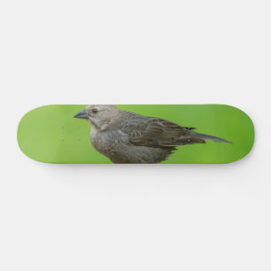 Braunkopf-Kuhstärling Skateboard