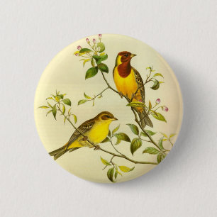Braunkopfammer Emberiza bruniceps Button