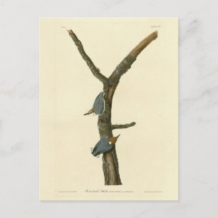 Braunkopfnuthatch - Audubons Vögel in Amerika Postkarte