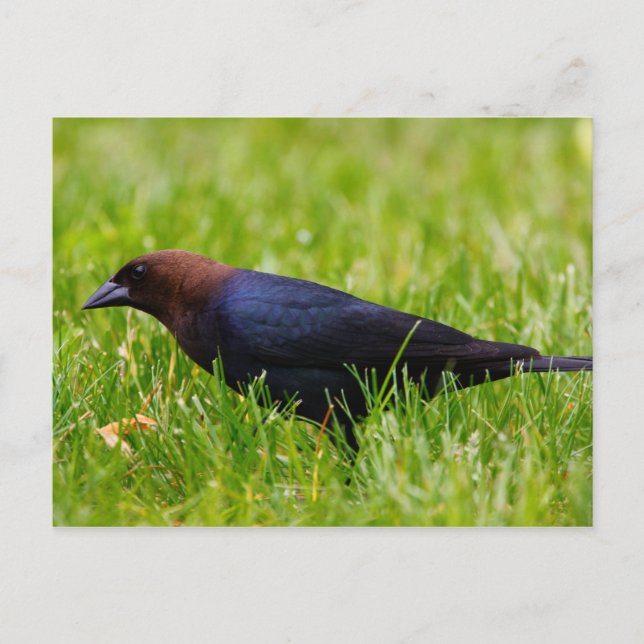 Braunkopfvogel (Molothrus) Postkarte (Vorderseite)