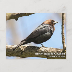 Braunkopfvogel Postkarte