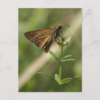 Braunmotiv Postkarte