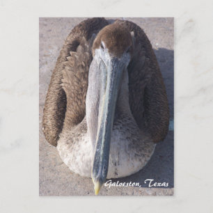 Braunpelikan Galveston Texas Postkarte