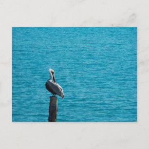 Braunpelikan Postkarte