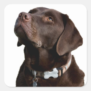 Braunschokolade Labrador Retriever Welpenhund Quadratischer Aufkleber