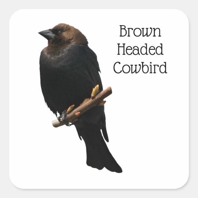 Braunschweiger Cowbird Quadratischer Aufkleber (Vorderseite)
