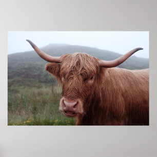 Braunwasserbüffel in Duirinish, Vereinigtes Königr Poster