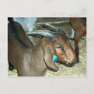 Braunziege Postkarte