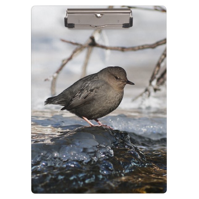 Brave American Dipper Klemmbrett (Vorderseite)