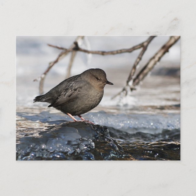 Brave American Dipper Postkarte (Vorderseite)