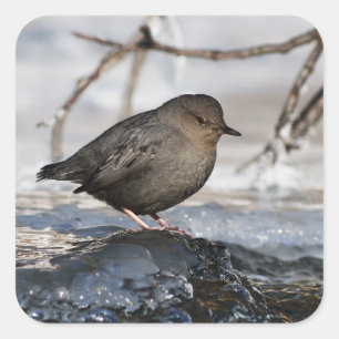 Brave American Dipper Quadratischer Aufkleber