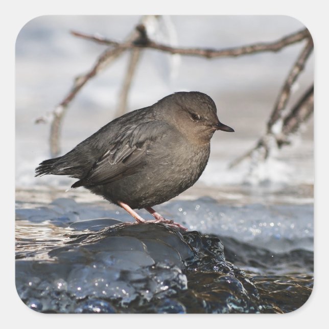Brave American Dipper Quadratischer Aufkleber (Vorderseite)