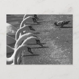 Brave Pigeon Postkarte