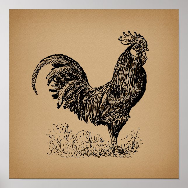 Brawn Antique Rooster Illustration Hühnerart Poster (Vorne)