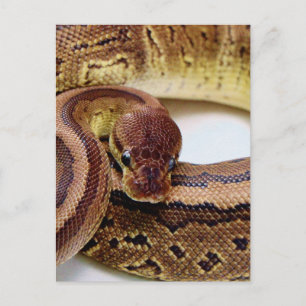 Brawn Ball Python Resting Postkarte