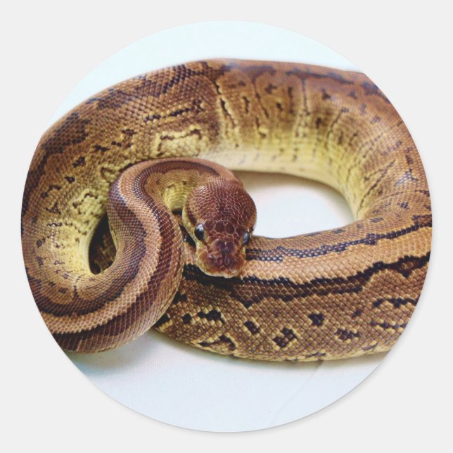 Brawn Ball Python Resting Runder Aufkleber (Vorderseite)