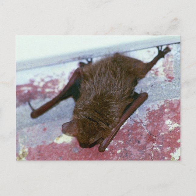 Brawn Bat Postcard Postkarte (Vorderseite)