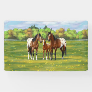 Brawn Bay Appaloosa Pferde im Sommer Weide Banner