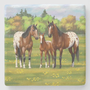 Brawn Bay Appaloosa Pferde im Sommer Weide Steinuntersetzer