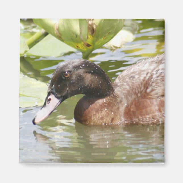 Brawn Duck Foto Square Magnet (Vorne)