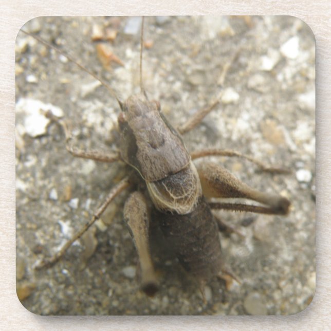 Brawn Field Cricket Cork Untersetzer (Vorderseite)