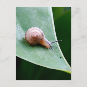 Brawn Garden Snail Postkarte
