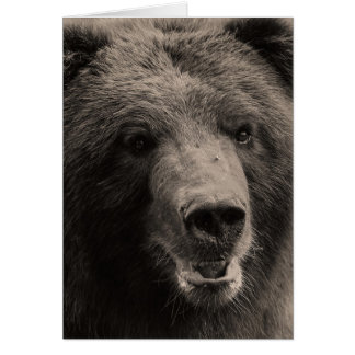 Brawn Grizzly Bär Wildlife Foto