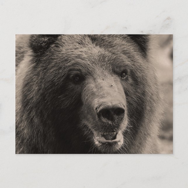 Brawn Grizzly Bär Wildlife Foto Postkarte (Vorderseite)