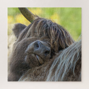 Brawn Highland Cow