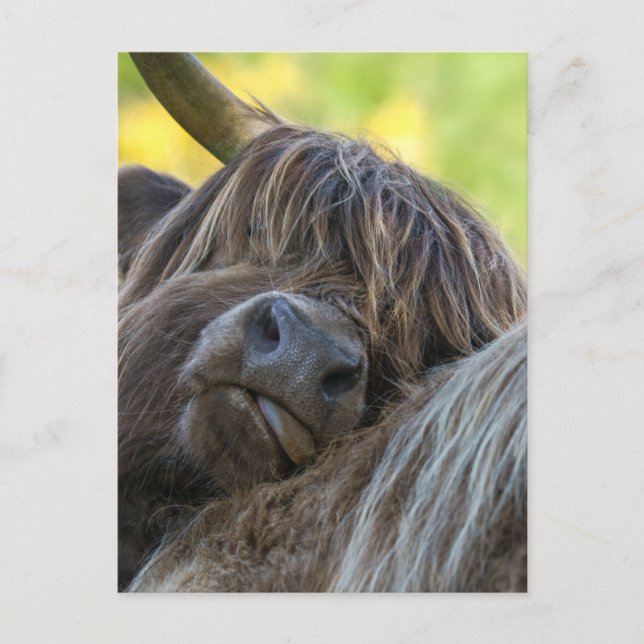 Brawn Highland Cow Postkarte (Vorderseite)