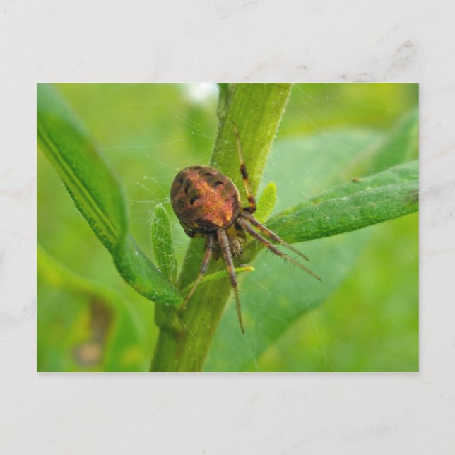 Brawn Orange Araneus (?) Spider Postkarte (Vorderseite)