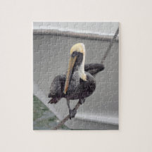 Brawn Pelican Balancing on a Rope, Florida Puzzle